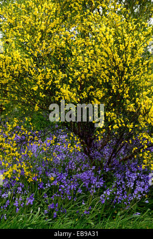 Cytisus Scoparius gelbe Blumen Blüte Glockenblumen Frühling Display