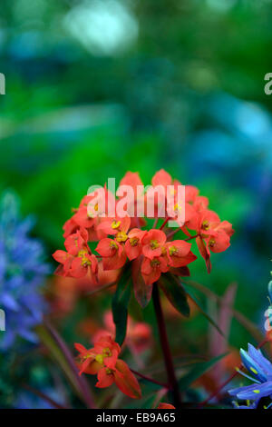 Euphorbia Griffithii Fireglow orange Farbe Farbe Kombination Bepflanzung Schema Frühlingsblumen blühen Blüte Stockfoto