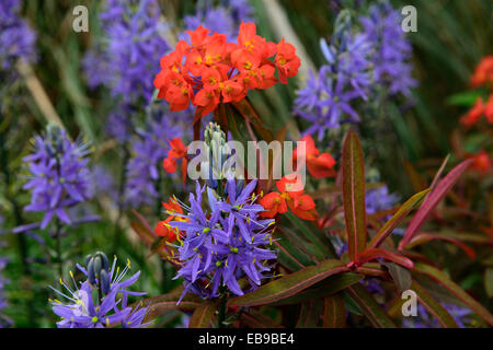 Euphorbia Griffithii Fireglow Camassia Leichtlinii Caerulea orange blau Farbkombination Schema Frühlingsblumen Pflanzen Stockfoto