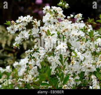 Exochorda X macrantha die Braut weiße Blume Blumen blühende Sträucher Sommer RM Floral Stockfoto