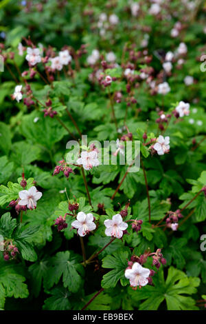 Geranium Macrorrhizum Album Storchschnabel Creme immergrünen Blume Blumen Blüte Garten Bodendecker Stauden mehrjährige Schatten Stockfoto