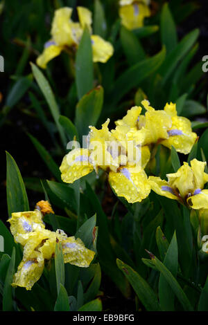 Iris Barbata Nana Stockholm gelbe Blume Blumen Frühling blühenden Zwerg Iris Iris RM Floral Stockfoto