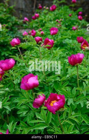 Paeonia Anomala rosa Pfingstrose Pfingstrosen Stauden Blume Blüte Blumen blühen RM Floral Stockfoto