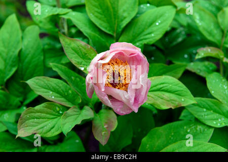 Pfingstrose Pfingstrosen Paeonia Wittmanniana Splendens duftende Sommerblume Blüte Blüte blüht RM Floral Wittmans Pfingstrose Stockfoto