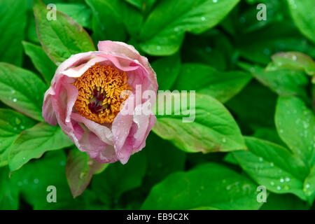 Pfingstrose Pfingstrosen Paeonia Wittmanniana Splendens duftende Sommerblume Blüte Blüte blüht RM Floral Wittmans Pfingstrose Stockfoto