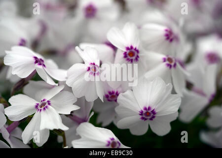 Phlox Subulata erstaunliche Gnade weiß rosa Pflanze Porträts Nahaufnahmen Blumen Blüte Stauden Matte bilden Bodendecker RM floral Stockfoto