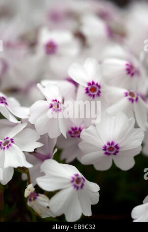 Phlox Subulata erstaunliche Gnade weiß rosa Pflanze Porträts Nahaufnahmen Blumen Blüte Stauden Matte bilden Bodendecker RM floral Stockfoto