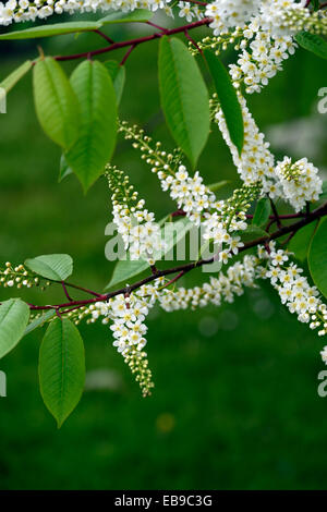 Prunus Padus Watereri AGM Vogel Kirschbaum weiße Blumen spike Blütenstand lange schlanke Rispen duftenden Blüten RM Floral Stockfoto