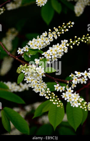 Prunus Padus Watereri AGM Vogel Kirschbaum weiße Blumen spike Blütenstand lange schlanke Rispen duftenden Blüten RM Floral Stockfoto