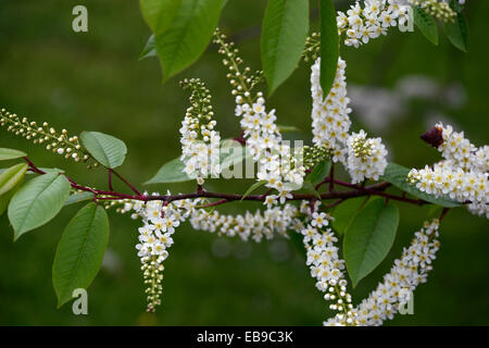 Prunus Padus Watereri AGM Vogel Kirschbaum weiße Blumen spike Blütenstand lange schlanke Rispen duftenden Blüten RM Floral Stockfoto