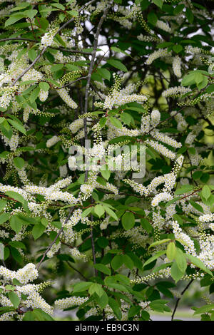 Prunus Padus Watereri AGM Vogel Kirschbaum weiße Blumen spike Blütenstand lange schlanke Rispen duftenden Blüten RM Floral Stockfoto