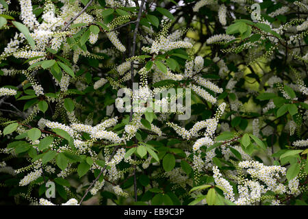 Prunus Padus Watereri AGM Vogel Kirschbaum weiße Blumen spike Blütenstand lange schlanke Rispen duftenden Blüten RM Floral Stockfoto