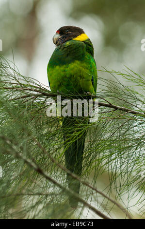 Achtundzwanzig Papagei, Barnardius Zonarius Semitorquatus in Gloucester NP, WA, Australien Stockfoto