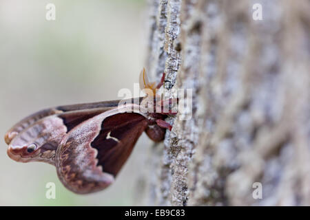 Fuzzy braun Hyalophora Cecropia Moth Stockfoto