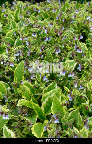 Symphytum Grandiflorum Goldschmied Zwerg Beinwell Laub grüne Blatt verlässt mehrjährige Pflanze bunte Frühlings vernally Stauden Stockfoto