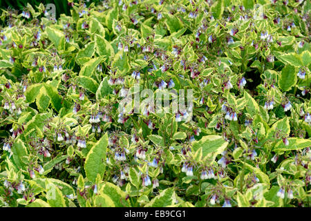 Symphytum Grandiflorum Goldschmied Zwerg Beinwell Laub grüne Blatt verlässt mehrjährige Pflanze bunte Frühlings vernally Stauden Stockfoto