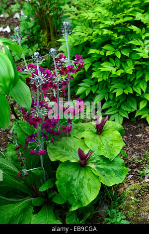 Trillium Chloropetalum Primula Japonica Millers crimson rosa lila rot Frühlingsblumen blühen schattigen Wald Schatten, Schatten Stockfoto