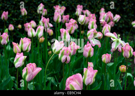 Tulipa Grönland Viridiflora Gruppe Tulpen Syn Groenland rosa weiße grüne Blume Blumen Blüte Frühling Birne RM Floral Stockfoto