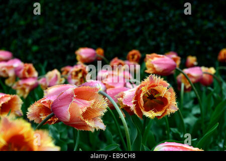 Tulipa Lambada mit Fransen Gruppe orange gelbe Tulpen beugte sich über Regen durchnässten nass Tulpe Frühling Birne RM Floral Stockfoto