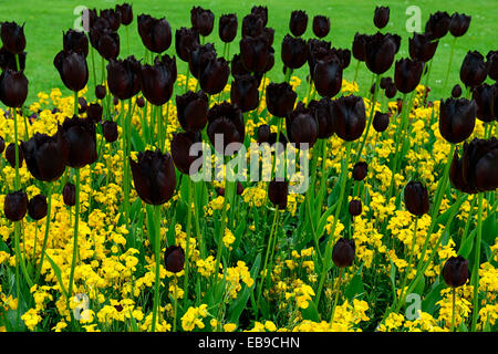 Tulipa Vincent van Gogh Mauerblümchen Tuch gold Wegrauke Zonen Cheiri Schwarz Gelb Kombination Schema Blumen Pflanzen Stockfoto