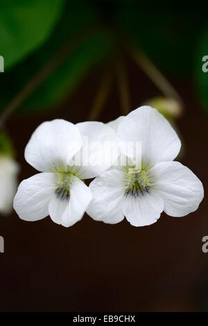 Viola Sororia Albiflora violett weißen Blüten Nahaufnahme Pflanze Porträts Blütenblätter Stauden Blume Blüte RM Floral Stockfoto
