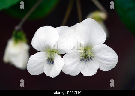 Viola Sororia Albiflora violett weißen Blüten Nahaufnahme Pflanze Porträts Blütenblätter Stauden Blume Blüte RM Floral Stockfoto