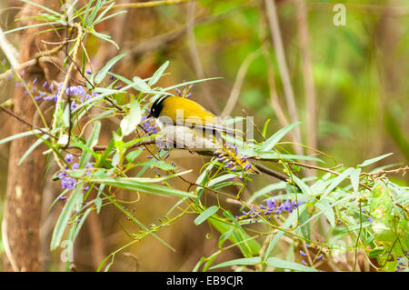 White-Himalaja-Honigfresser, Melithreptus Lunatus in Gloucester NP, WA, Australien Stockfoto