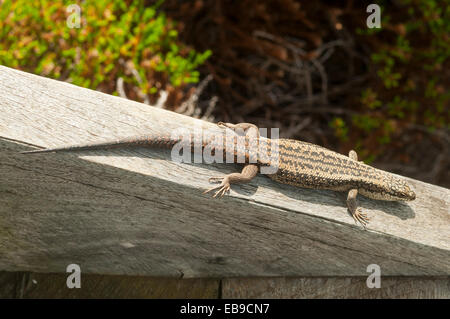 Süd-westlichen Spalt Skink, Ergenia Napoleonis in Torndirrup NP, WA, Australien Stockfoto