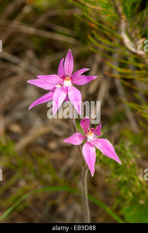 Caladenia Latifolia, rosa Feen Orchidee in Torndirrup NP, WA, Australien Stockfoto