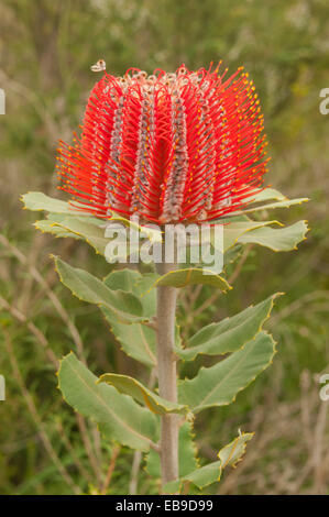 Banksia Coccinea, Scarlet Banksia in Stirling Range NP, WA, Australien Stockfoto