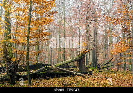 Herbstwald Stockfoto