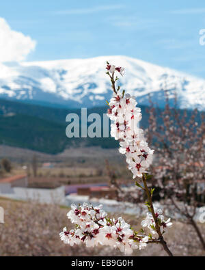 Frühling Mandelbäume blühen, Prunus Dulcis, vor dem Schnee bedeckt Sierra Nevada in Südspanien. Stockfoto