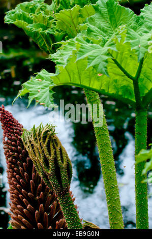 Detail der südamerikanischen Gunnera Manicata oder Riesen Rhabarber mit Blatt und Stiel Stacheln, Blatt Knospe und Blume neben einem Teich Stockfoto