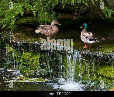 Männliche und weibliche Stockente Enten (Anas Platyrhynchos) über einen kleinen Wasserfall mit einer dunklen Höhle hinter ihnen.  Beide stehen vor Stockfoto