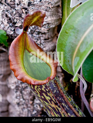 Nepenthes Rajah, der riesige Fleischfressende Kannenpflanze von Mt. Kinabalu, Sabah.  Detail von der Mündung des Kruges. Stockfoto