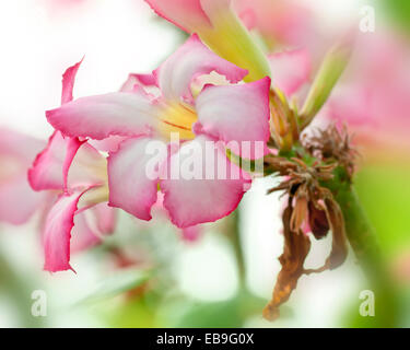 Blumen von Adenium Obesum, Desert Rose, aus trockenen Regionen von Kenia und Tansania. Stockfoto