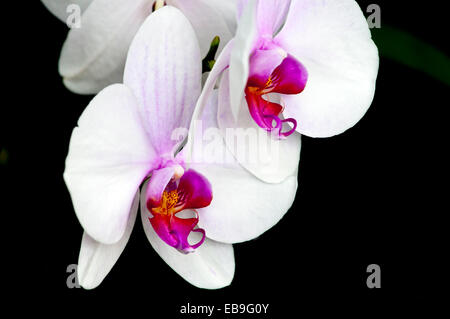 Weiß und lila Phalaenopsis Orchideen Blüten isoliert auf schwarz Stockfoto
