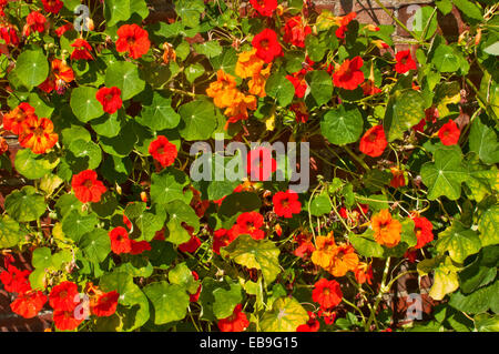 Details der Kapuzinerkresse Blüten und Blätter in einem englischen Garten Stockfoto