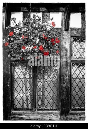 Detail der Bleiglasfenster und Fhanging Blumen auf einem englischen schwarz-weiß Tudor Fachwerkhaus von Lavenham, Suffolk, En Stockfoto