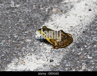 American Bull Frosch auf der Straße sitzen. Lithobates catesbeianus Stockfoto