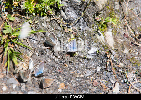 Blaue Schmetterlinge ernähren sich von Mineralien auf einem Bergpfad in den italienischen Alpen. Stockfoto