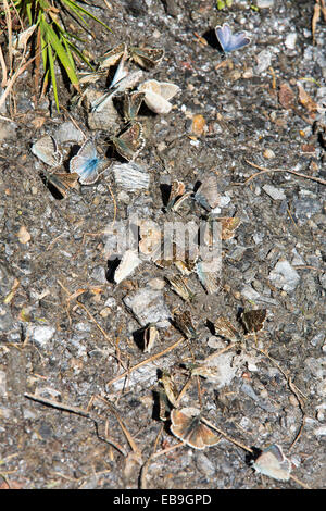 Blaue Schmetterlinge ernähren sich von Mineralien auf einem Bergpfad in den italienischen Alpen. Stockfoto