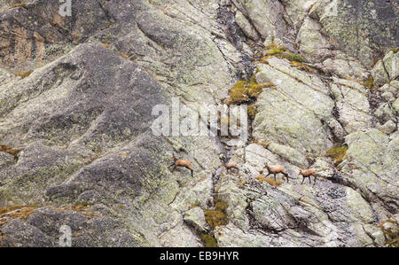 Gämse, Rupicapra Rupicapra, auf einer Felswand in der Nähe von Cabanne D'Orny in den Schweizer Alpen. Stockfoto