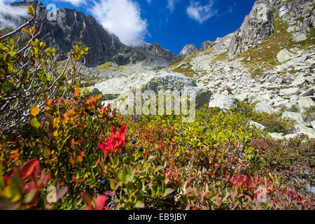 Heidelbeeren in Herbstzeit in der Val D' Arpette in den Schweizer Alpen. Stockfoto