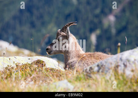 Steinbock, rouge Capra Ibex auf die Aiguille über Chamonix, Frankreich. Stockfoto