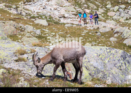 Ibex, Capra Ibex auf die Aiguille Rouge über Chamonix, Frankreich, von Wanderer beobachtet. Stockfoto