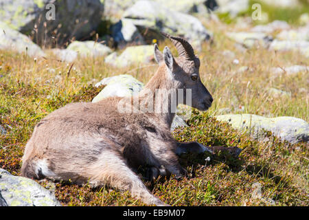 Steinbock, rouge Capra Ibex auf die Aiguille über Chamonix, Frankreich. Stockfoto