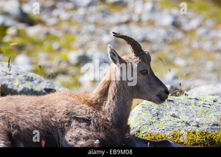 Steinbock, rouge Capra Ibex auf die Aiguille über Chamonix, Frankreich. Stockfoto