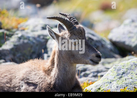 Steinbock, rouge Capra Ibex auf die Aiguille über Chamonix, Frankreich. Stockfoto