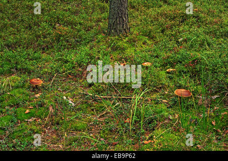 Pilze im Herbst Holz. Stockfoto